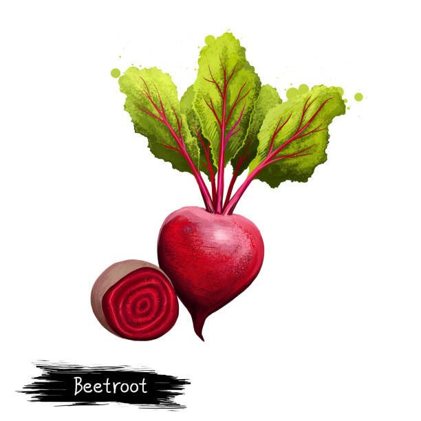 ilustraciones, imágenes clip art, dibujos animados e iconos de stock de ilustración digital de remolacha dibujada a mano, beta vulgaris aislado sobre fondo blanco. alimentos orgánicos saludables. verdura roja. primer plano de la planta dibujado a mano. ilustración de clip art. elemento de diseño gráfico - beet green