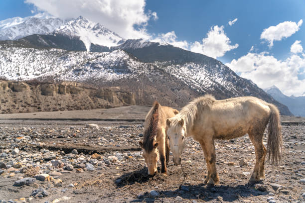 istock The nepali horses on Annapurna trail track 1224546820