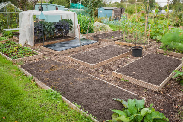 istock Raised beds in a community garden plot for growing vegetables and plants 1224547161