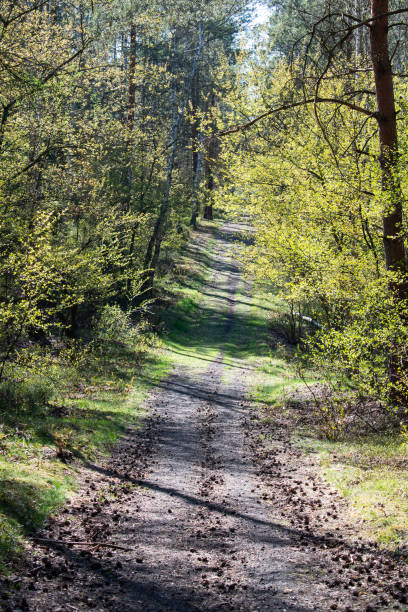 istock Beaten path in the green wild forest 1224547366