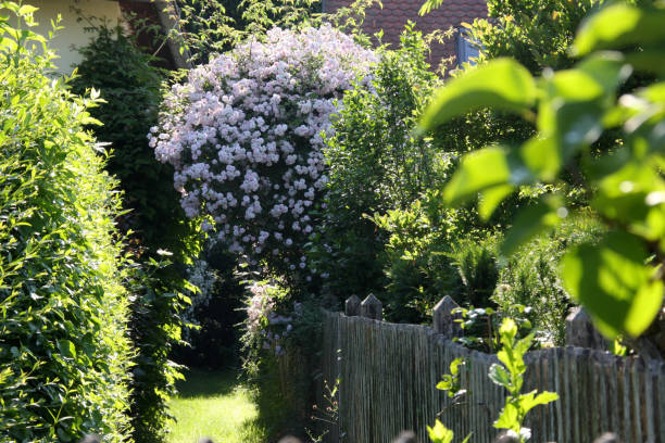 istock Pink blossoms of rambler or climbing roses, 1224547641