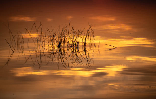 Beautiful golden hour on the lake