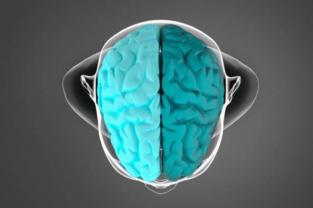 istock 3d illustration of cerebral hemispheres 1224548676