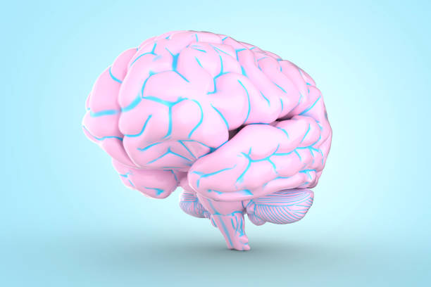 istock 3d illustration of human brain 1224548730