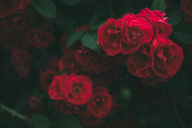 istock Roses dramatic toning. Background of rose bushes 1224549995