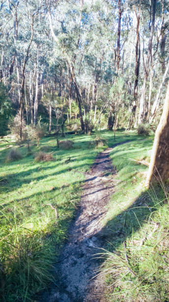 istock Smiths Gully Mountain Bike Park in Australia 1224550869