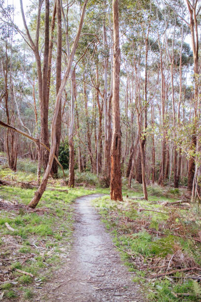 istock Buxton Mountain Bike Park in Australia 1224551034
