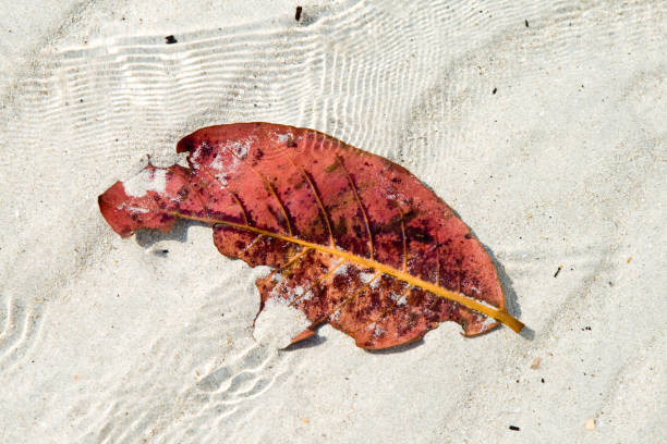 istock structure of leave remaining on a sandy white beach 1224551335
