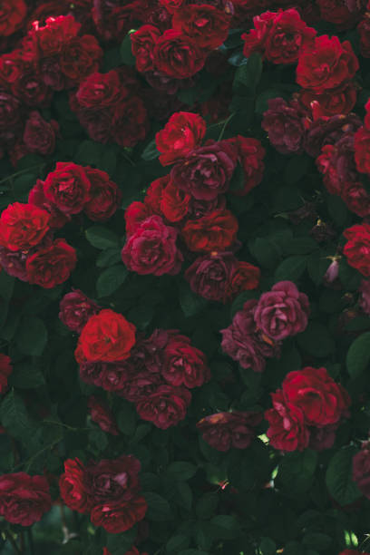 istock Roses dramatic toning. Background of rose bushes 1224551366