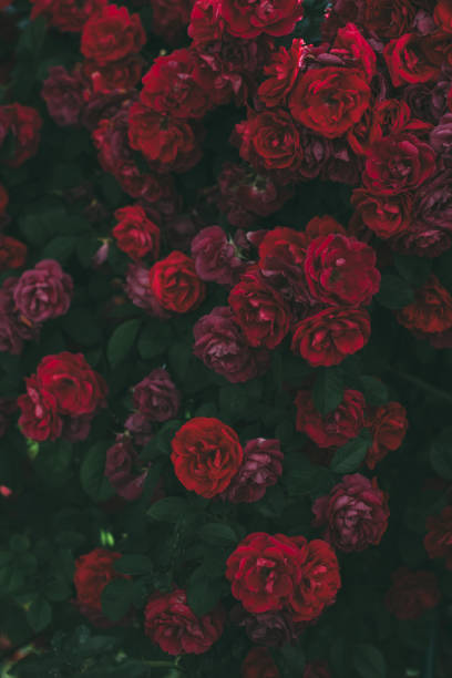 istock Roses dramatic toning. Background of rose bushes 1224551421