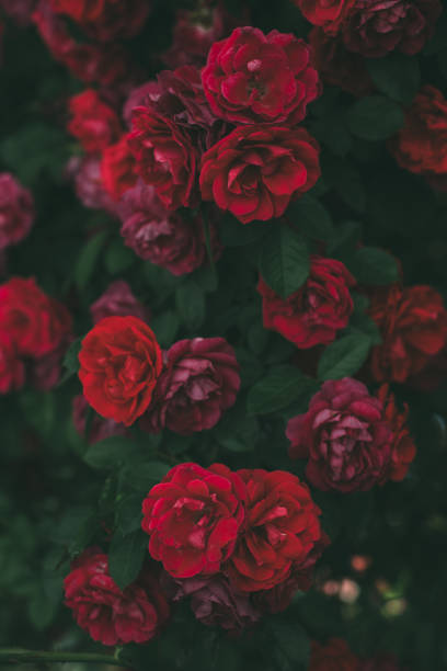 istock Roses dramatic toning. Background of rose bushes 1224551554