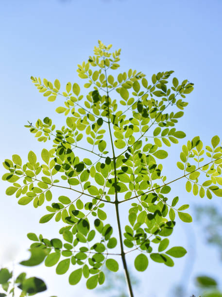 Moringa oleifera - moringa, drumstick tree, horseradish tree,  ben oil tree or benzolive tree leaves on the