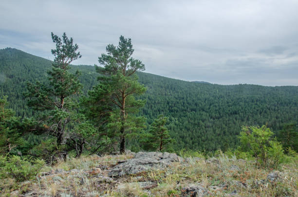istock Dry lonely tree in the mountains magical landscape majestic view panorama 1224554586