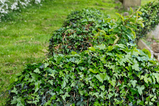 Old tombstones completely covered with green, leafy ivy (Hedera helix).