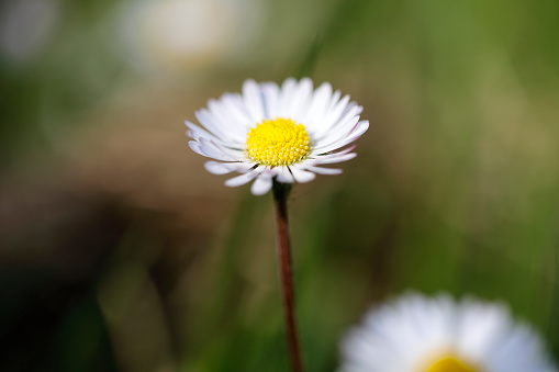 Single flowerhead of a white common daisy (Bellis perennis), picked out against an attractive soft focus bokeh that provides copy space.