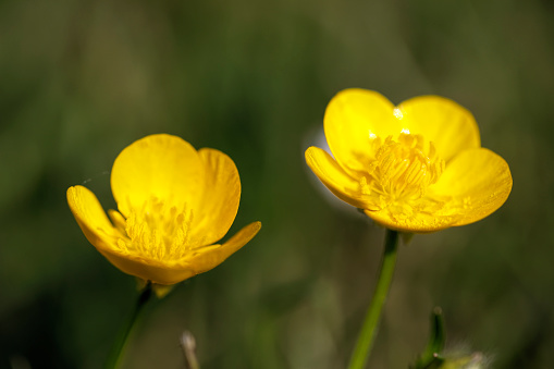 Two meadow buttercup flowers (Ranunculus acris) in springtime in the UK. This is meadow grassland in May springtime 2020.