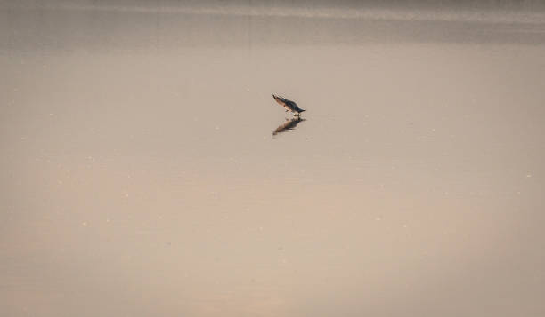 istock Seagull on the lake 1224555240