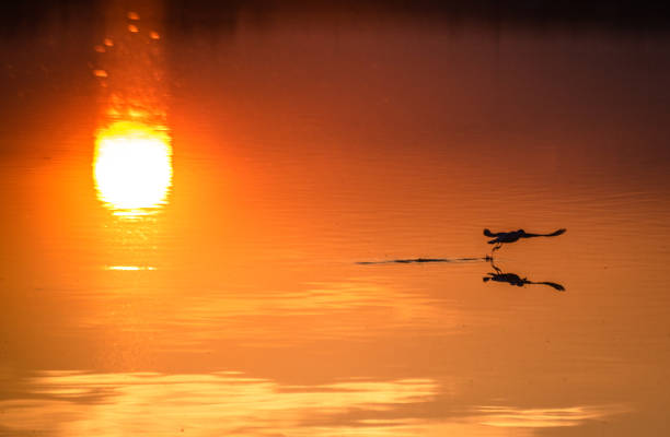 istock Seagull on the lake 1224555271