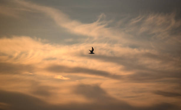 istock Seagull on the lake 1224555297