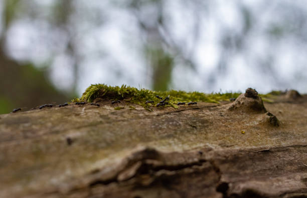 istock Several black ants walk through the tree. The ant carries aphids. Food. Working ants 1224556585