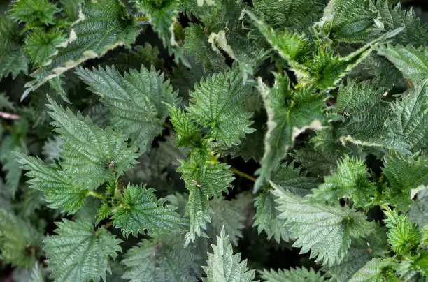 herbs in nature, nettle background