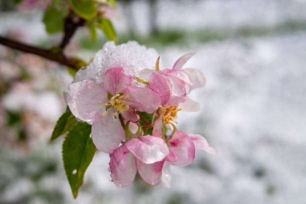 istock Spring snow covering fresh pink apple tree blossom 1224557889