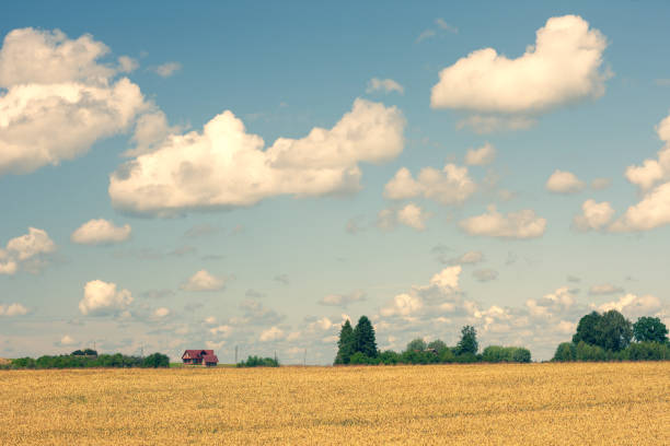 Yellow field near green trees near the house and blue sky with clouds in summer. Latvia