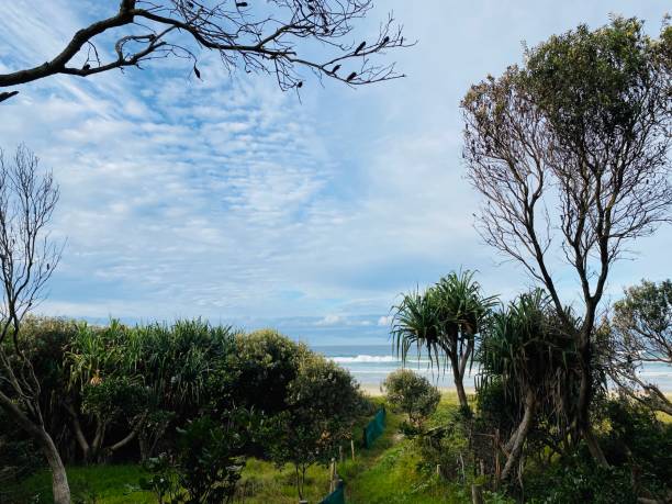 istock Coastal Forest at Lennox Head - NSW 1224558601