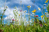 Nahaufnahme der blühenden Blumen auf Wiese im Frühling