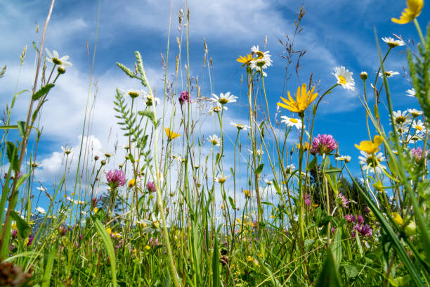 zbliżenie kwitnących kwiatów na łące na wiosnę - wildflower zdjęcia i obrazy z banku zdjęć