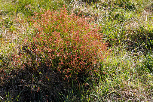 Sheep's sorrel Rumex acetosella on an ant hill. These red or maroon flowers make a pleasant splash of colour amidst the green of short acid grassland (here, on Mitcham Common in Surrey, England). Originating in Eurasia, sheep's sorrel is now a common weed in North America. It favours moist, acidic soil, thriving on floodplains and near marshes – a fair description of its location in this photograph. It has uses in traditional medicine but contains oxalates, which (on accumulation) are poisonous.
