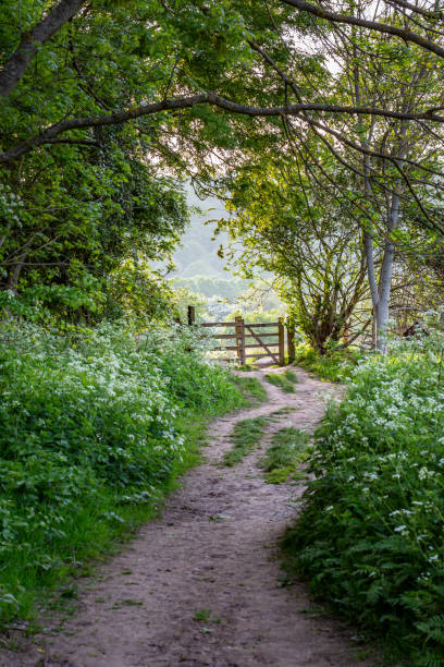 a path in the countryside - cow parsley imagens e fotografias de stock