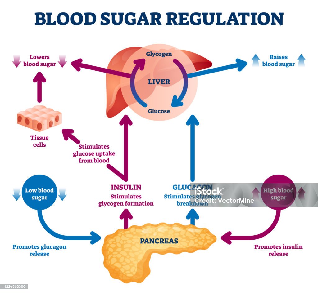 Blood Sugar Regulation Vector Illustration Labeled Process Cycle Scheme blood-sugar-regulation-vector-illustration-labeled-process-cycle-scheme