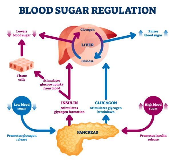 Blood sugar regulation vector illustration. Labeled process cycle scheme. Blood sugar regulation vector illustration. Labeled process cycle scheme. Educational liver and pancreas diagram with glucose stimulation uptake and breakdown. Insulin release explanation infographic. glycogen stock illustrations