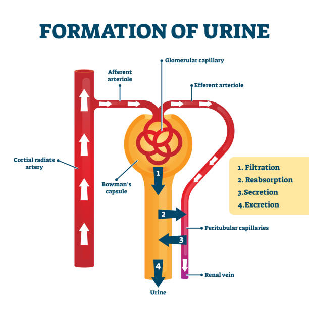 illustrazioni stock, clip art, cartoni animati e icone di tendenza di formazione dell'illustrazione vettoriale delle urine. spiegazione del processo di creazione etichettata - glomerulus