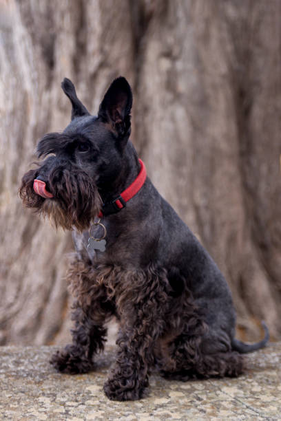 istock Schnauzer with tong out 1224563465