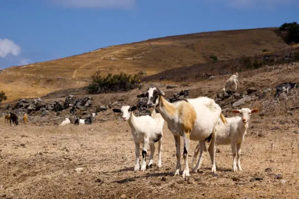 Group of three white goats