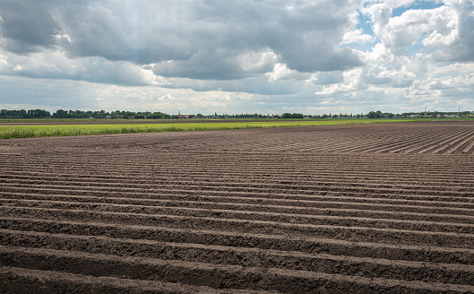 Earthed potato ridges on a large Dutch field. The photo was taken in the province of Noord-Brabant on a cloudy day in the spring season. In the background the edge of a small village is visible.