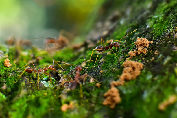 istock Red ants teamwork on the tree. Ant action standing. Ants attacking an worm and carrying it to their nest for food. Concept team work together. Selective focus and free space for text 1224566219