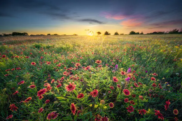 Fiield of colorful spring wildflowers in rural Texas