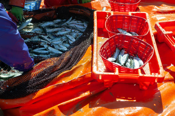 istock atlantic sardine fishing 1224566316