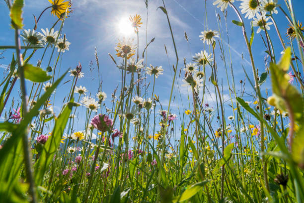 istock close-up of blooming flowers in meadow at spring 1224568449