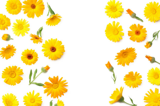 istock marigold flowers isolated on white background. calendula flower. top view 1224568592
