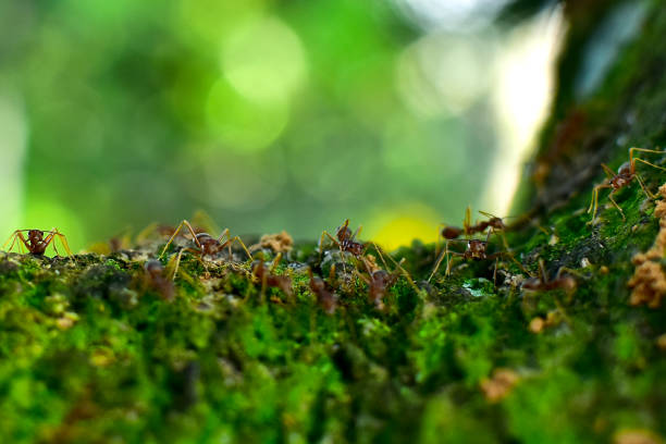 istock Red ants teamwork on the tree. Ant action standing. Ants attacking an worm and carrying it to their nest for food. Concept team work together. Selective focus and free space for text 1224569487