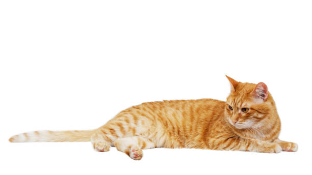 istock Portrait of a lying ginger cat isolated on white background. 1224569818