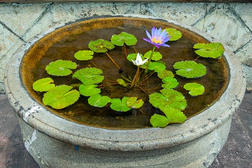 White and purple lotus flowers in a pot