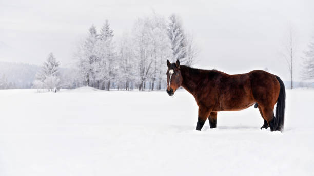 istock Dark brown horse walks on snow, trees in background, side view 1224572902
