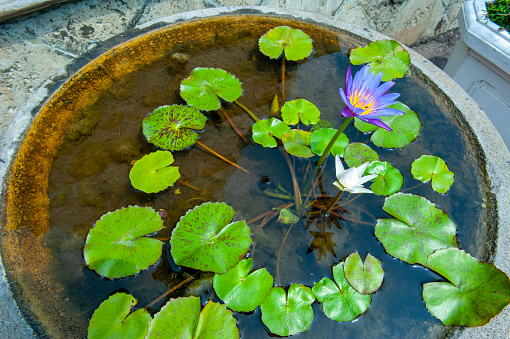 White and purple lotus flowers in a pot