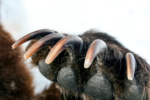 Sharp powerful bear claws on the front paw close-up. The forelimb of a brown Kamchatka bear.