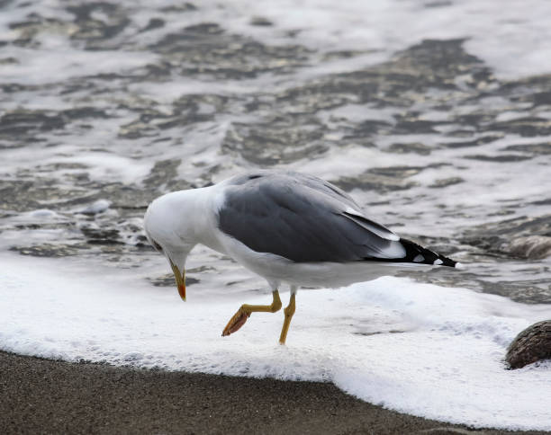 istock Seagull walks on the foam from the surf and looks down 1224573843